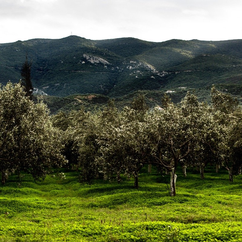 Βιολογικός ελαιώνας Κτήμα Τομπάζη
