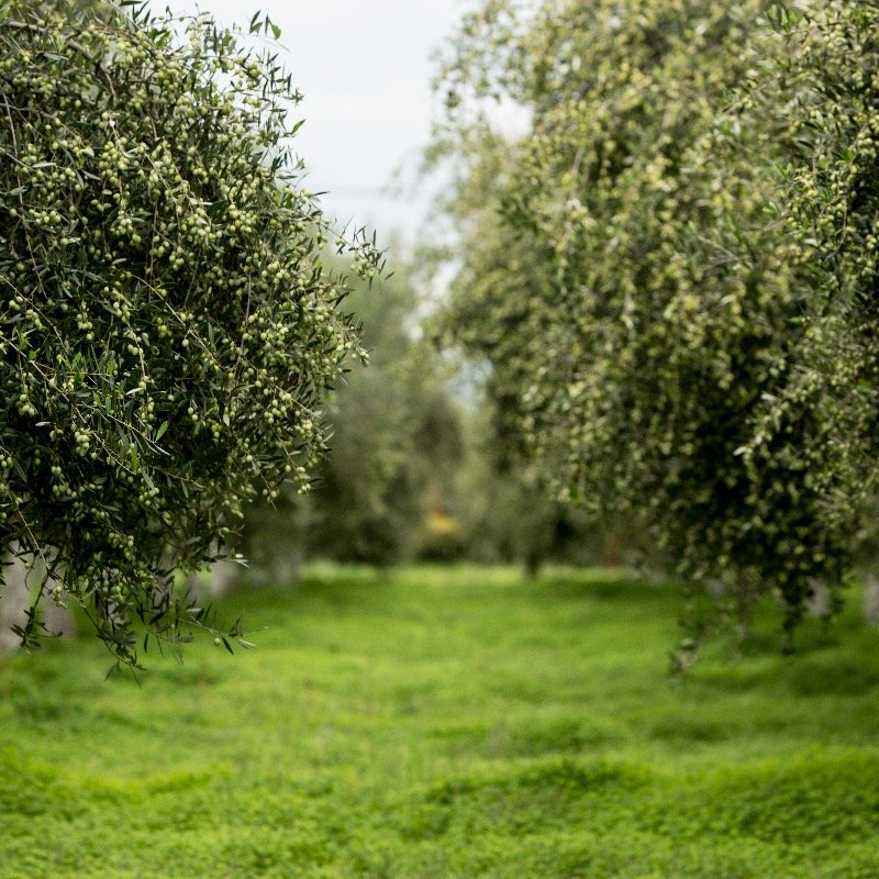 μονοποικιλιακό εξαιρετικά παρθένο ελαιόλαδο από την ξακουστή ποικιλία Κορωνέικη. Ο Ελαιώνας μας βρίσκεται στην παραθαλάσσια περιοχή Γαλατά Τροιζηνίας στην Βορειοανατολική πελοπόνησσο απέναντι απο το όμορφο νησί του Πόρου. THE OLIVE GROVE H ιστορία της οικ
